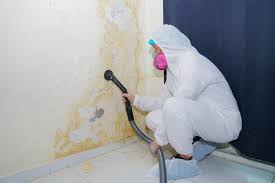 Mold Removal